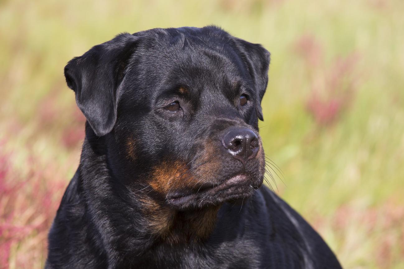 Rottweiler in salt marsh with red Glasswort, October; Guilford, Connecticut, USA (CC)